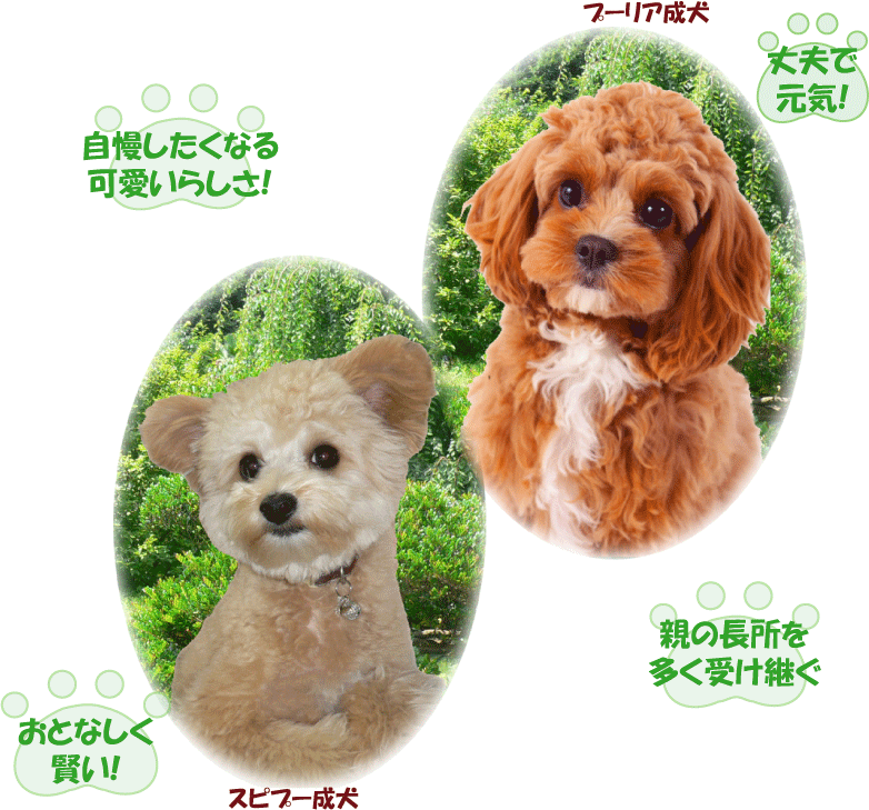 愛犬ハウスセキノ デザイン犬